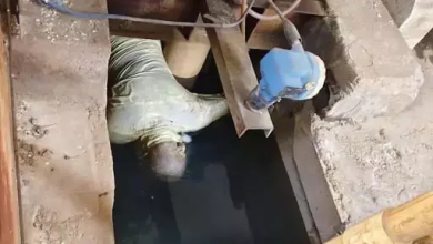 Commotion in the fort